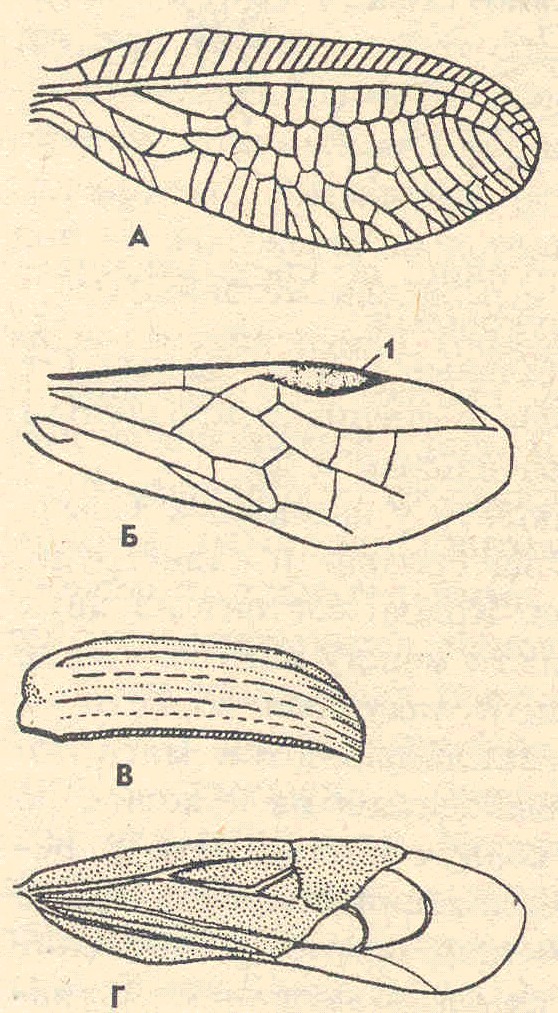 Колебание крыльев насекомых. Строение надкрыльев жука. Строение надкрыльев майского жука. Строение крыла насекомых. Структура крыльев насекомых.