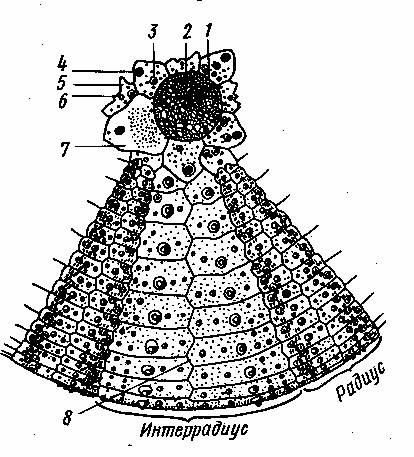 Губка райха. Скелетный панцирь морского ежа. Скелет морского ежа строение. Строение панциря морского ежа. Часть панциря морского ежа с Аборальной стороны.