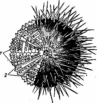 Морские ежи строение
