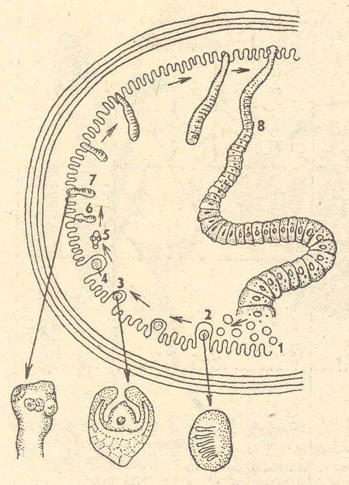 Онкосфера в кишечнике. Цикл развития карликового цепня. Жизненный цикл карликового цепня схема. Hymenolepis Nana цикл. Карликовый цепень (Hymenolepis Nana).