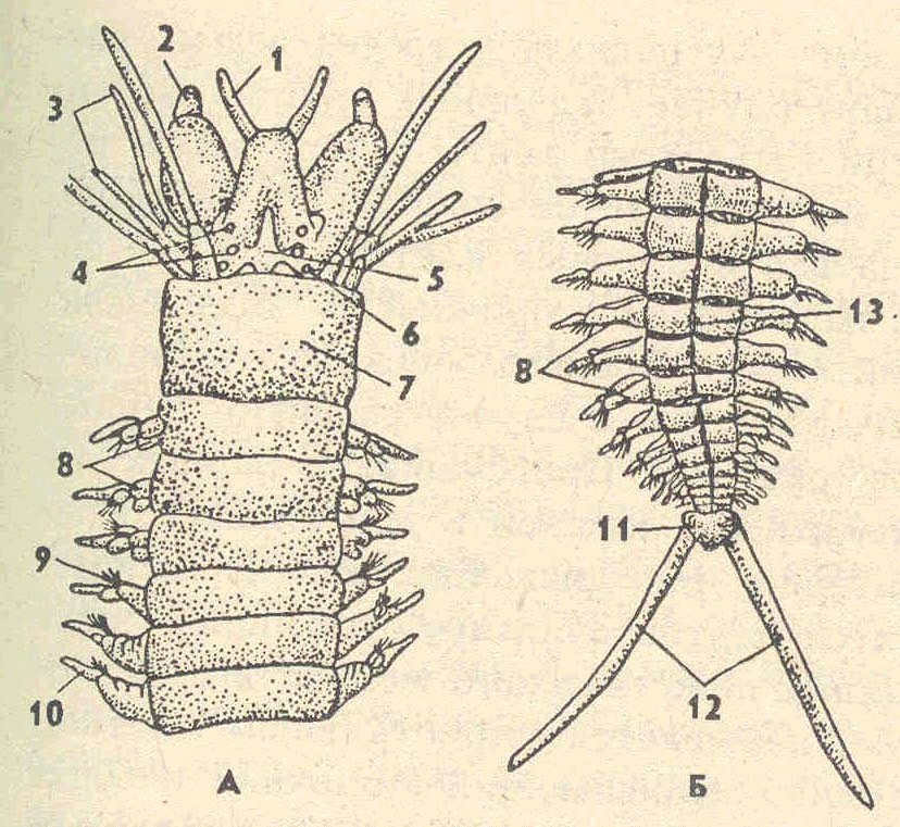 Передний и задний конец червя. Параподии Нереиды. Многощетинковые черви параподии. Многощетинковые черви полихеты нереис. Кольчатые черви Нереида.