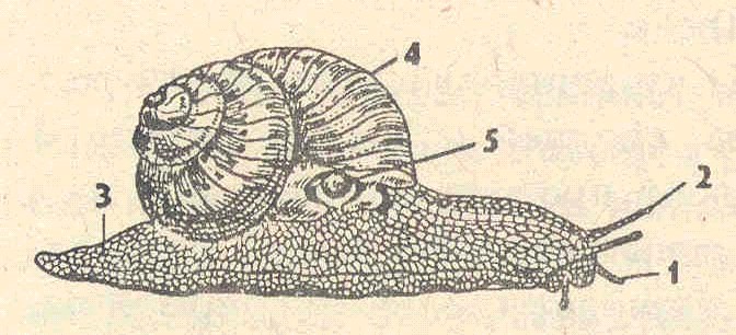 Внутреннее строение виноградной улитки рисунок