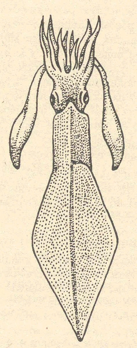 Строение каракатицы. Головоногие моллюски гектокотиль. Клюв гигантского кальмара.