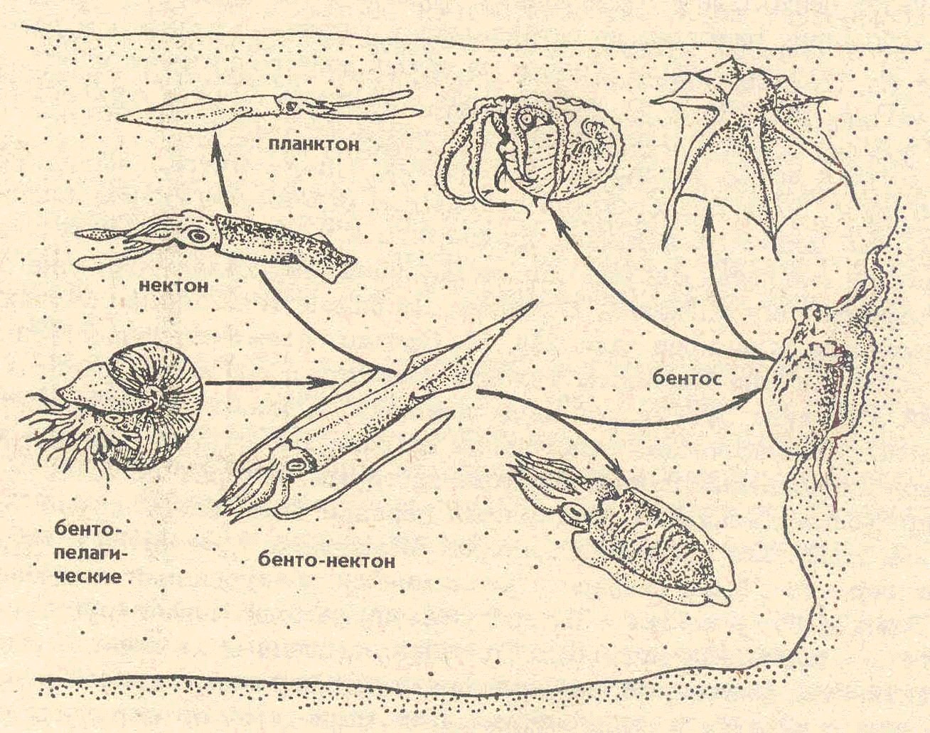 Развитие головоногих. Жизненный цикл головоногих моллюсков схема. Размножение головоногих моллюсков схема. Зоопланктон и бентос. Планктон Нектон бентос.