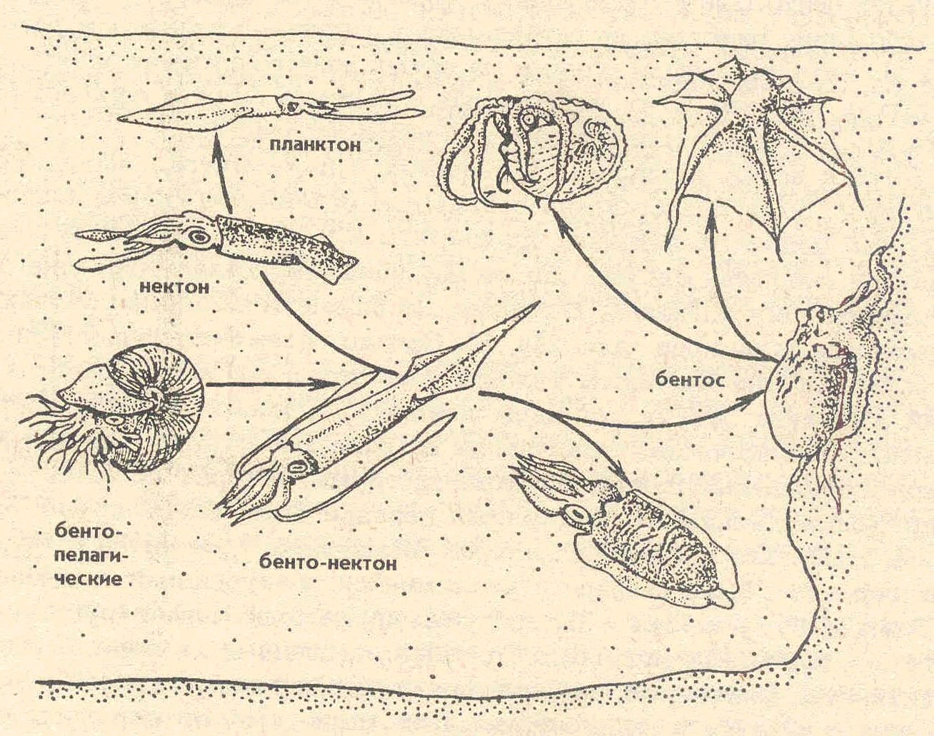 Бентос планктон нектон схема
