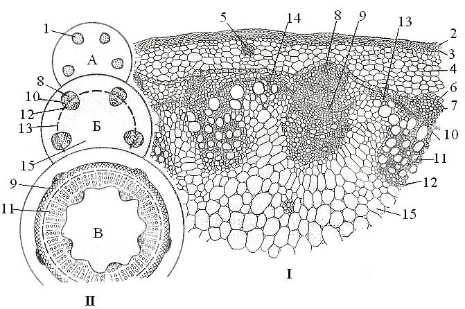 Анатомическое строение стебля