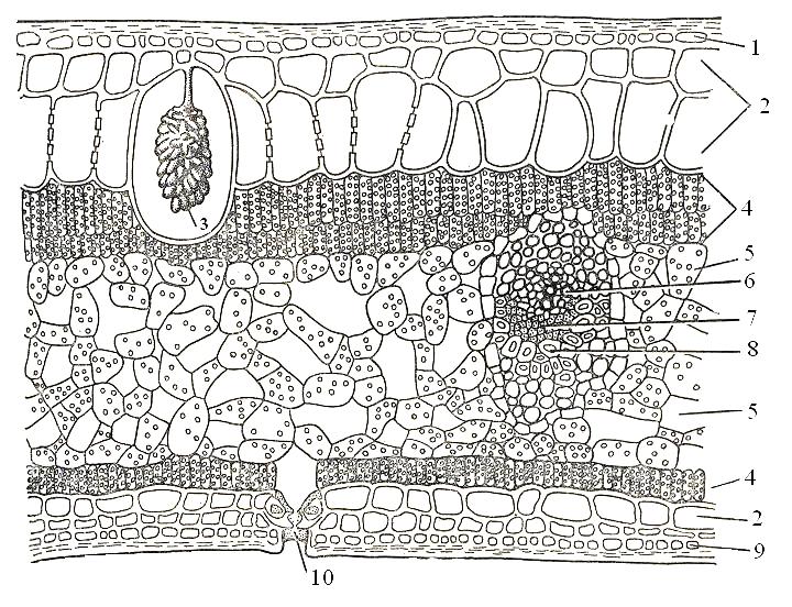 Анатомическое строение листа