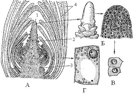 Шпаргалка: Меристемы или образовательные ткани